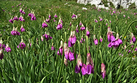 SENTIERO DEI FIORI ‘Claudio Brissoni’ ad anello da Capanna 2000 il 9 luglio 2020 - FOTOGALLERY